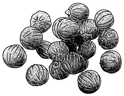 Coriander seeds